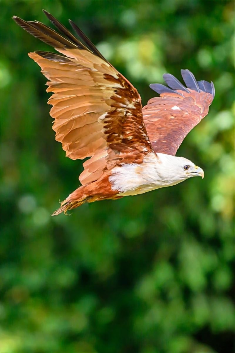 bird of prey, flying bird of prey, reddish-brown feathers, white head, against green background, in nature, flight, predator, foraging, falconry, eyes, claw, wilderness, bird enthusiast, ecology, avian world, scratching animal, hunter, beak