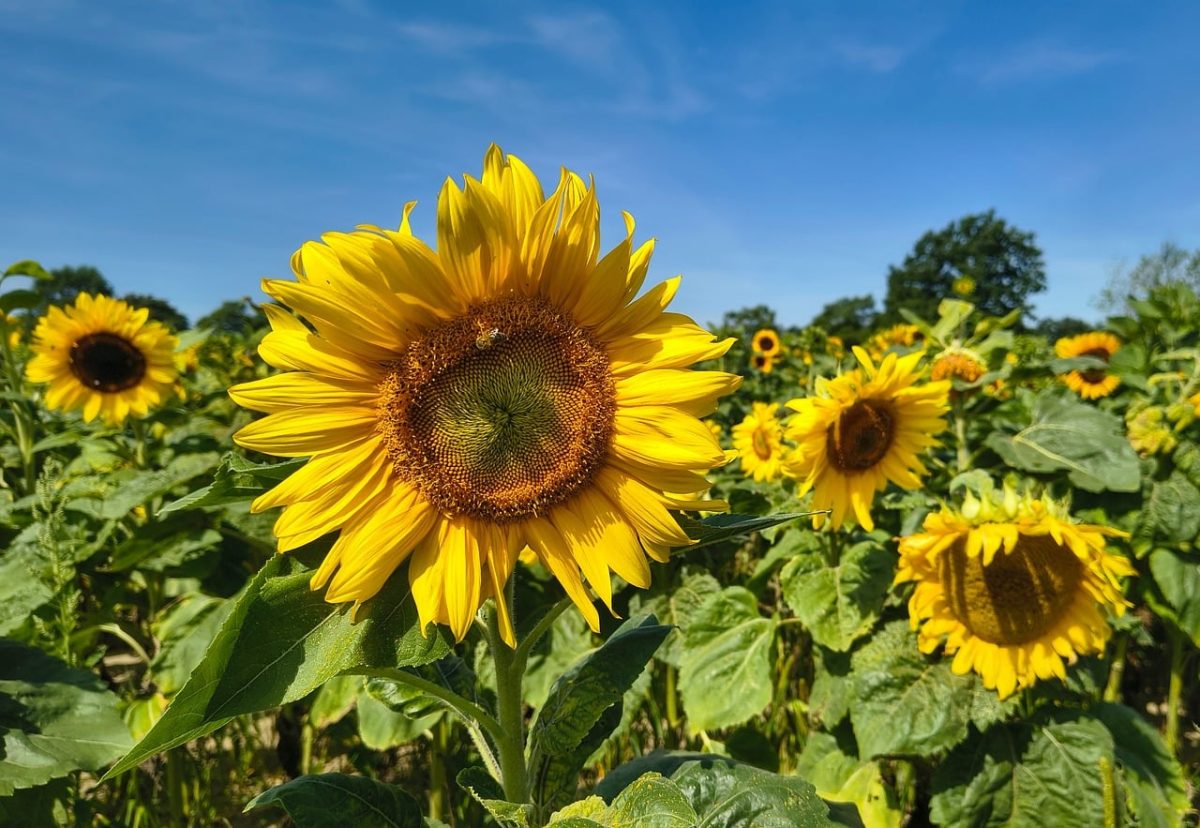 sunflowers, nature, blue sky, field, flower, summer day, natural beauty, cultivation, summer flower, flowering plant, fresh flora, flower color, meadow, horizon, summer season, outdoors, row of sunflowers, beautiful garden, green foliage, natural harmony