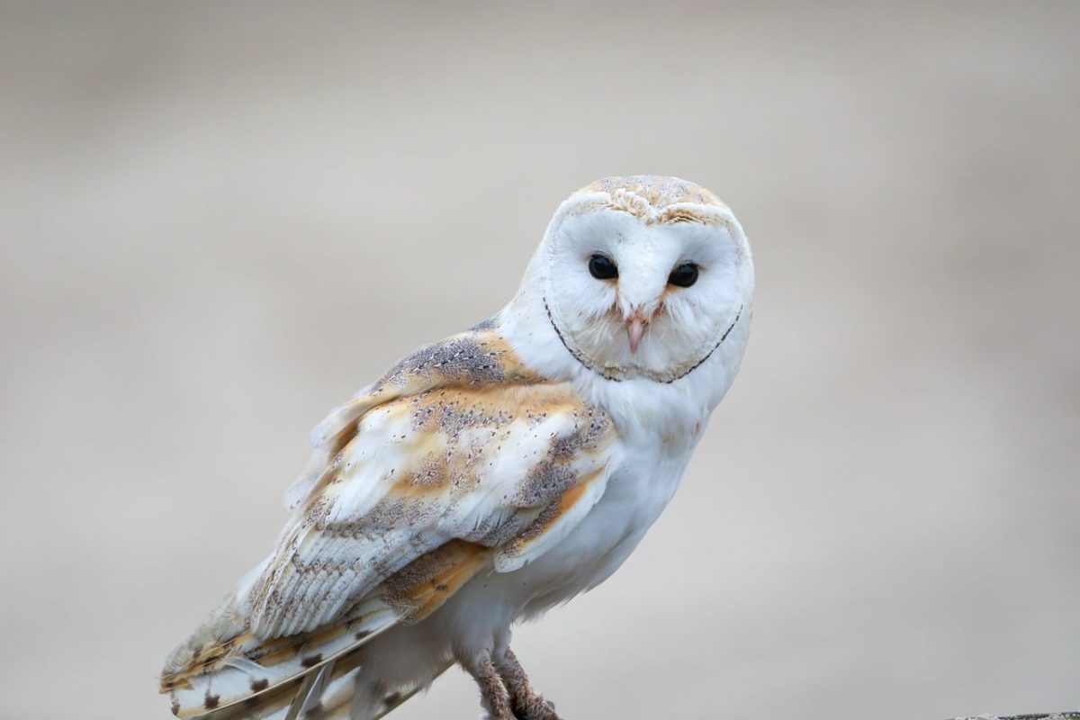 owl, animal, natural, wild, nocturnal, white, daylight, inkblot, yellow, feather, nature, bird of prey, ornithology, eyes, animal photography, curious, barn owl, keen, bird, blurred