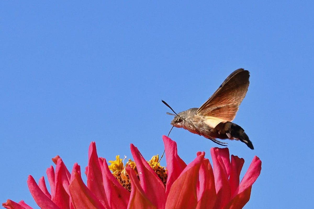 hummingbird, zinnia, flower, sky, insect, macrophotography, wings, nature, color, flying, clear sky, sunny, insect on flower, summer scene, wildflower, red flower, day, natural beauty, spring