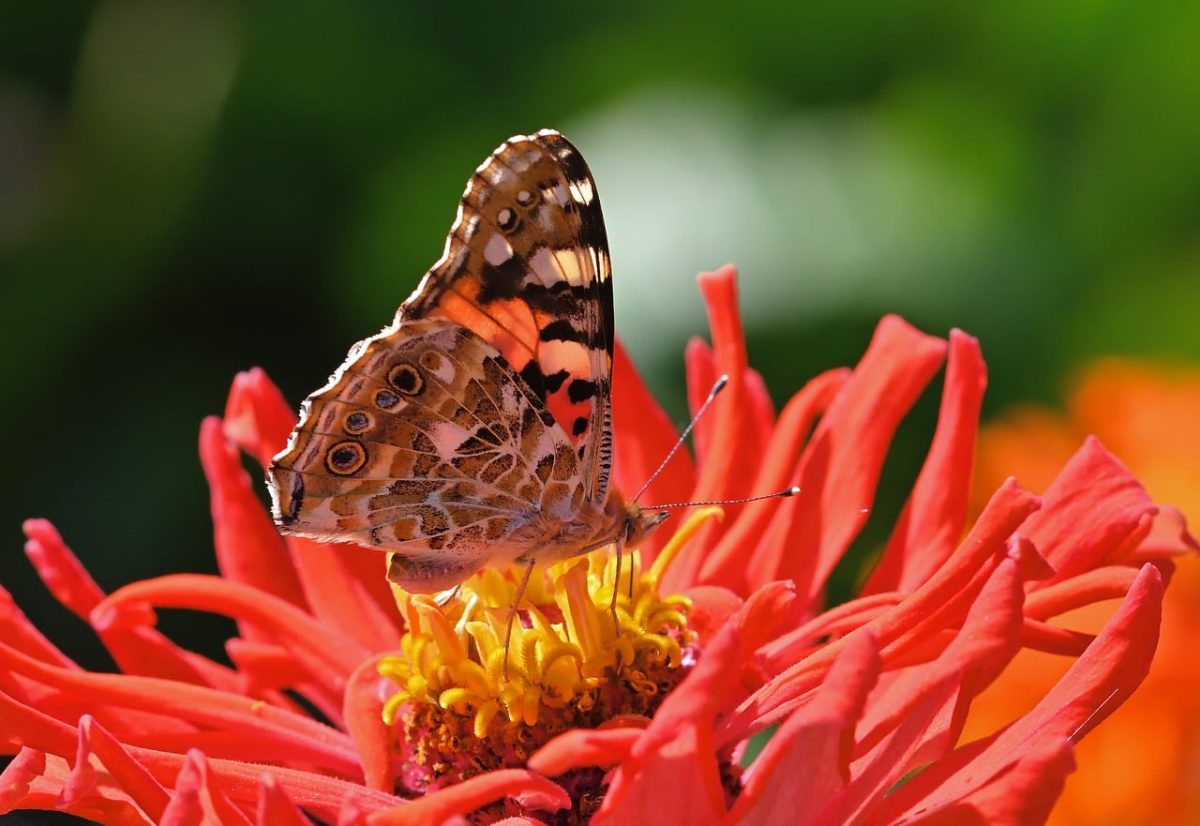 butterfly, flower, zinnia, garden, nature, macro, details, wings, red, flower wallpaper, orange, color, beautiful flowers, beauty, pollination, sunshine, living thing, calm, insect, wilderness, flower background, fresh air