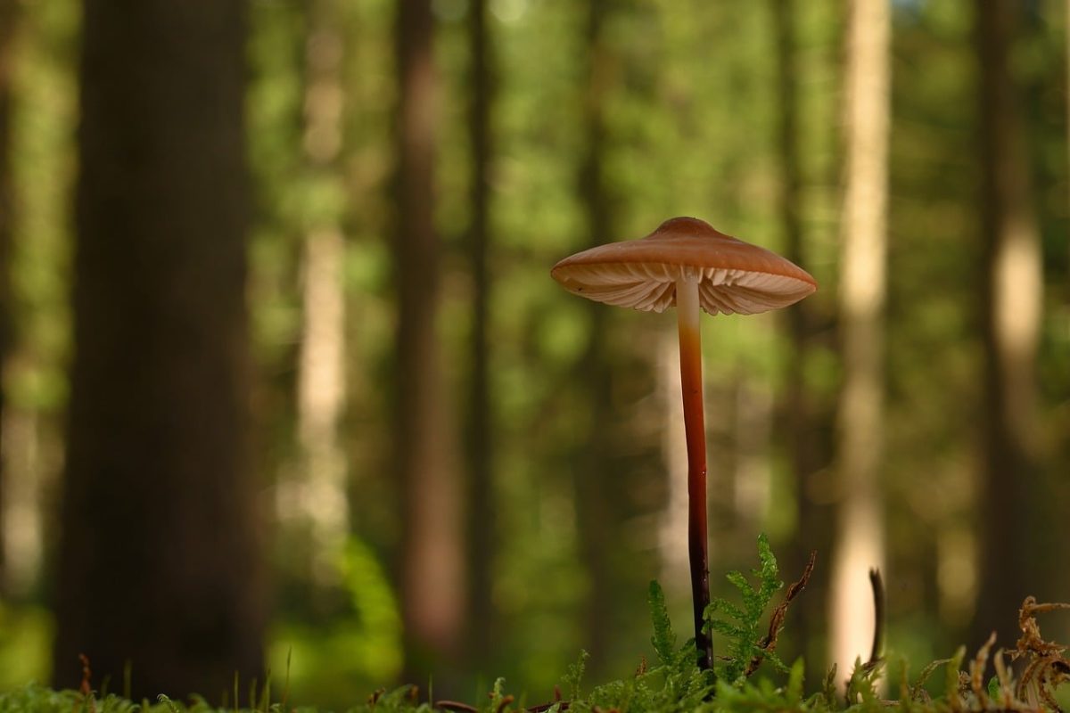mushroom, forest, moss, autumn, gills, nature, macro, green, mycena, forest floor, mycology, natural environment, fragile, walk, wild, flora, small, sponge, environment, tiny, immature