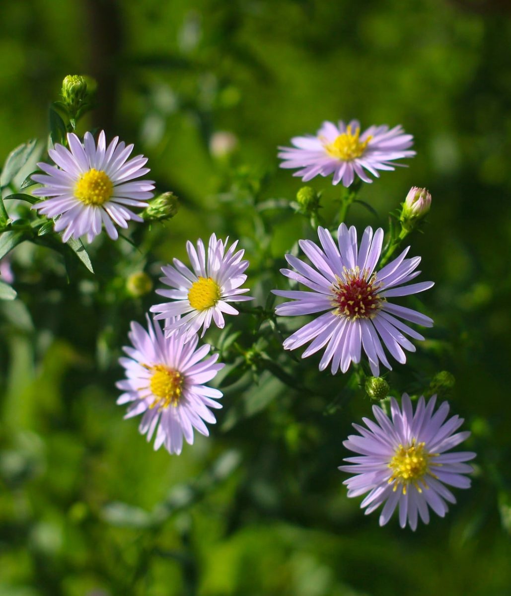 asters, blooming, autumn, nature, petals, garden plant, bright color, flowering, pink, outdoor, fresh, numerous inflorescences, blooming garden, cultivation, plant, delicate leaves, green, sunny day, fresh foliage, outdoor garden