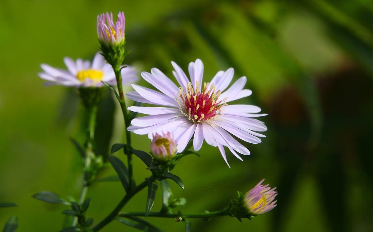asters, purple, garden, blooming, nature, green, summer, macro, details, bright colors, beautiful flowers, horticulture, outdoor, mediterranean, sunny, ornamental, cosmetic, lovely, foliage