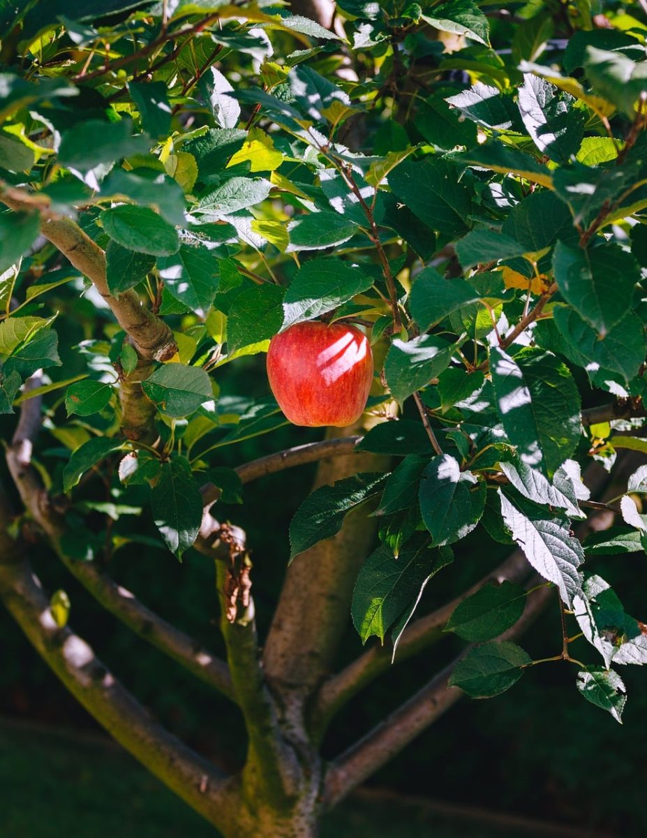 apple, tree, leaves, garden, nature, fruit tree, greenery, ripe, summer, red, sunlight, outdoor photography, colorful, fresh, apple tree, green, serenity, daylight, natural beauty