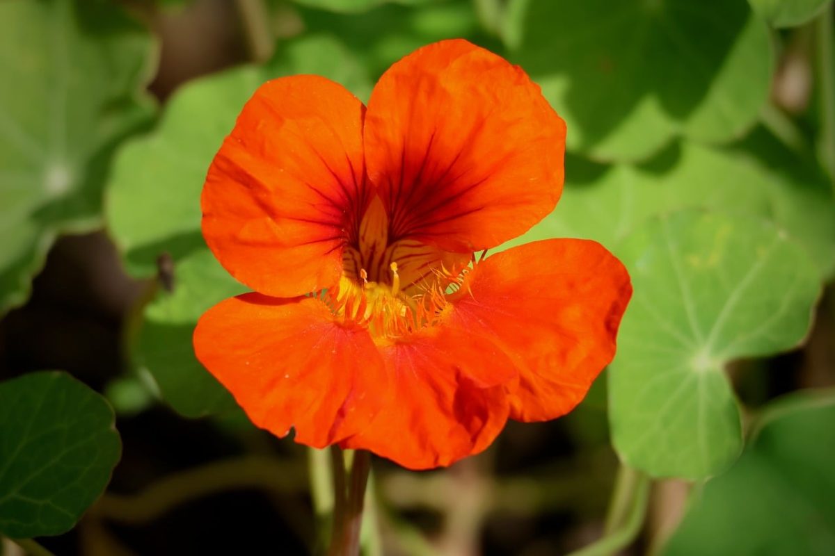 nasturtium, orange, flower, green leaf, ornamental plant, medicinal plant, edible, summer bloom, bright colors, fresh, macro photography, natural beauty, outdoor, blooming, happy, ecology, petal, climbing plant, botany, photography, natural world