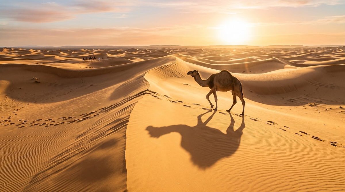 camel, desert, dune, sand, sahara, sun, heat, shadow, caravan, nature, camel ride, nomad, sky, dry, footprints, travel, evening, colors, desert landscape, adventure, silence