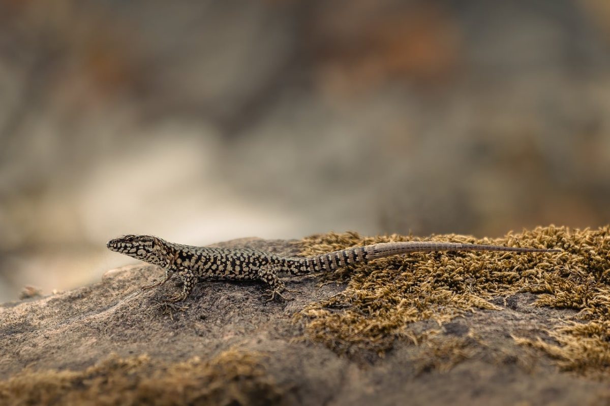 wall lizard, reptile, nature, creature, rock, scaly, closeup, wildlife, insectivore, terrain, lizard, scaled reptile, fauna, animal, basking, ecology, camouflage, natural habitat, natural camouflage