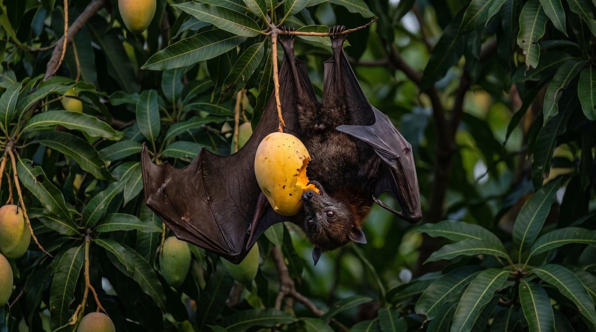 bat, fruit bat, giant, mango, eating, hang, upside down, wings, eyes, tree, jungle, nocturnal, animal, nature, flying fox, branches, wilderness, mammal