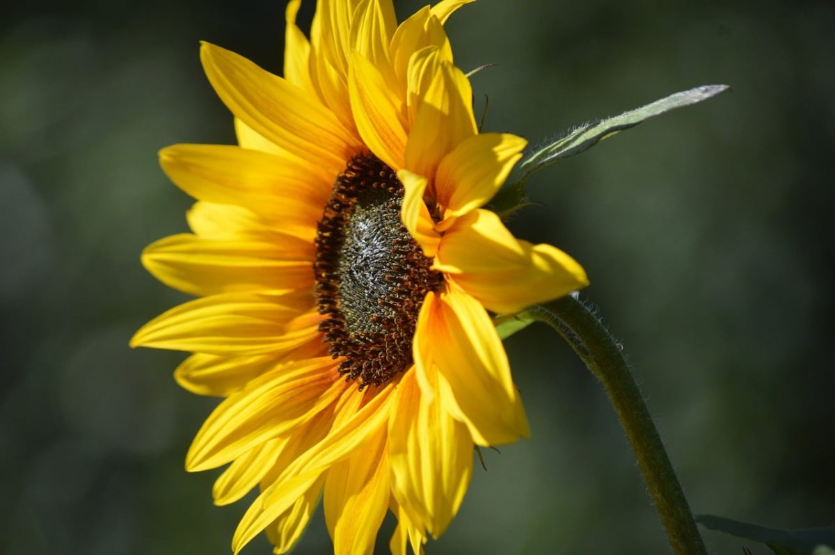 sunflower, yellow flower, flower background, macro photography, summer, garden, nature, flowering plant, close-up, sunny, natural beauty, blue sky, environment, beautiful landscape, garden plant, botany, wildflower, ecology, sunflower head, stamen