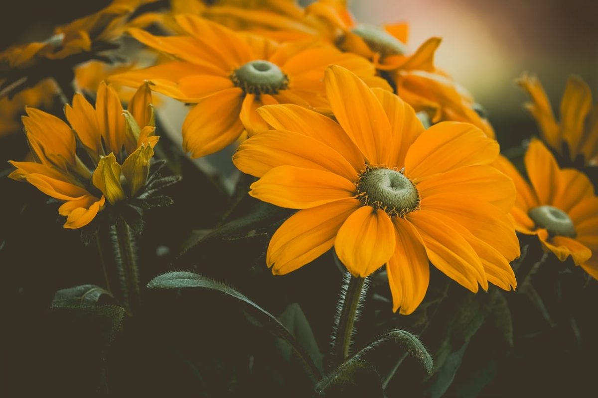 flower, yellow color, blossom, nature, summer, mountain flower, garden, blooming, macro photography, leaves, natural world, outdoor, petal, flora, black background, yellow flowers, wildflower, bright yellow, natural aesthetics, botany