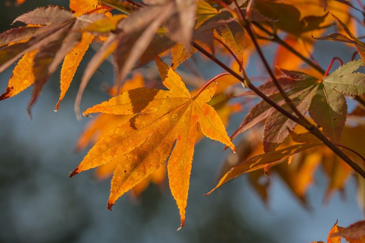 autumn, red leaves, japanese maple, natural landscape, green color, sunlight, autumn colors, deciduous tree, warmth, rustic, clear sky, seasonal change, outdoor, botany, tranquil, beauty of nature, bokeh effect, nature inspired, foliage, country life