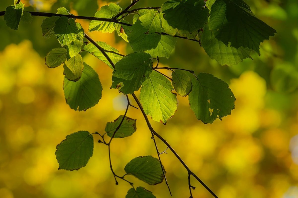 leaves, bright green, autumn, nature, bokeh background, sunlight, natural beauty, deciduous tree, plant motif, ecology, outdoor scene, green leaves, natural, green color, outdoors, yellow background, close-up, landscape, yellow, plant, bright