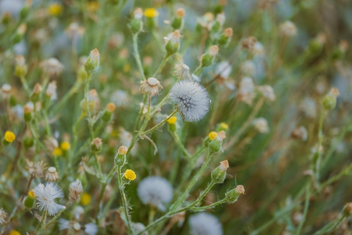 dandelion, nature, flowers, wildflowers, seeds, dried flowers, garden, spring, dandelion seed head, small flowers, summer, outdoor, macro, green, dandelion fruits, blooming, plant, natural scenery, white, delicate
