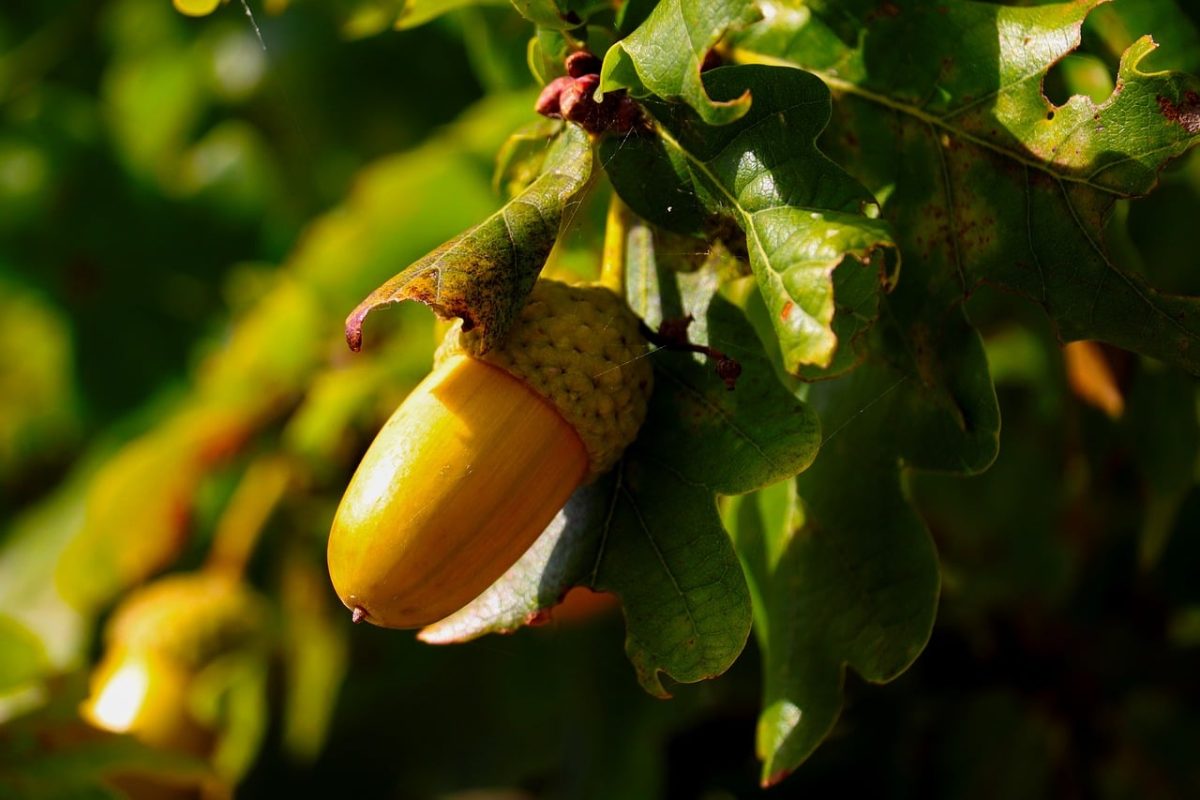 acorn, tree, leaves, nature, autumn, shell, forest, green, brown, fruit, planet, fresh, ecosystem, sprout, living nature, seedling, shoots, biology, garden, ecology, agriculture