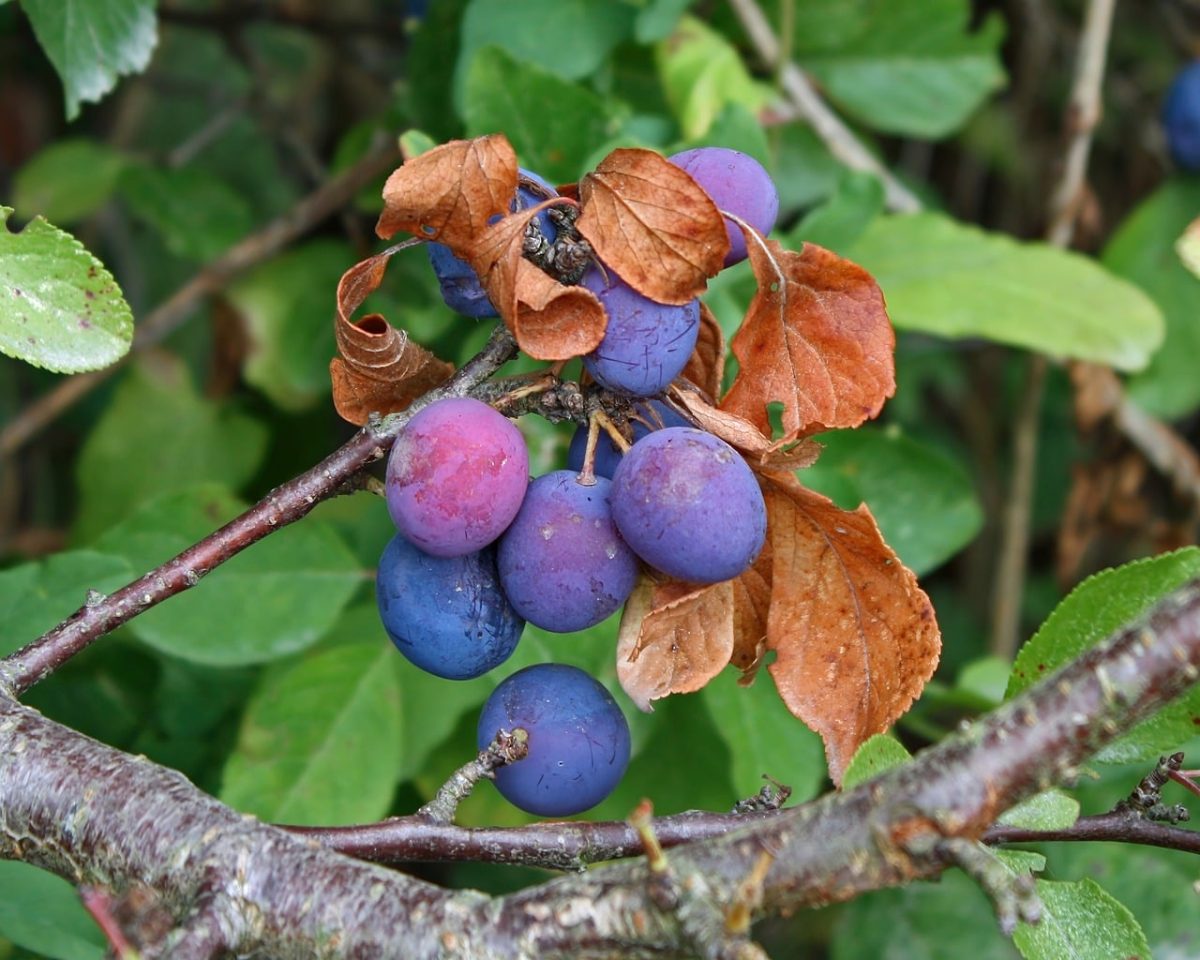 sloe, autumn, berry, fruit, branch, leaves, nature, shrub, green, blue
