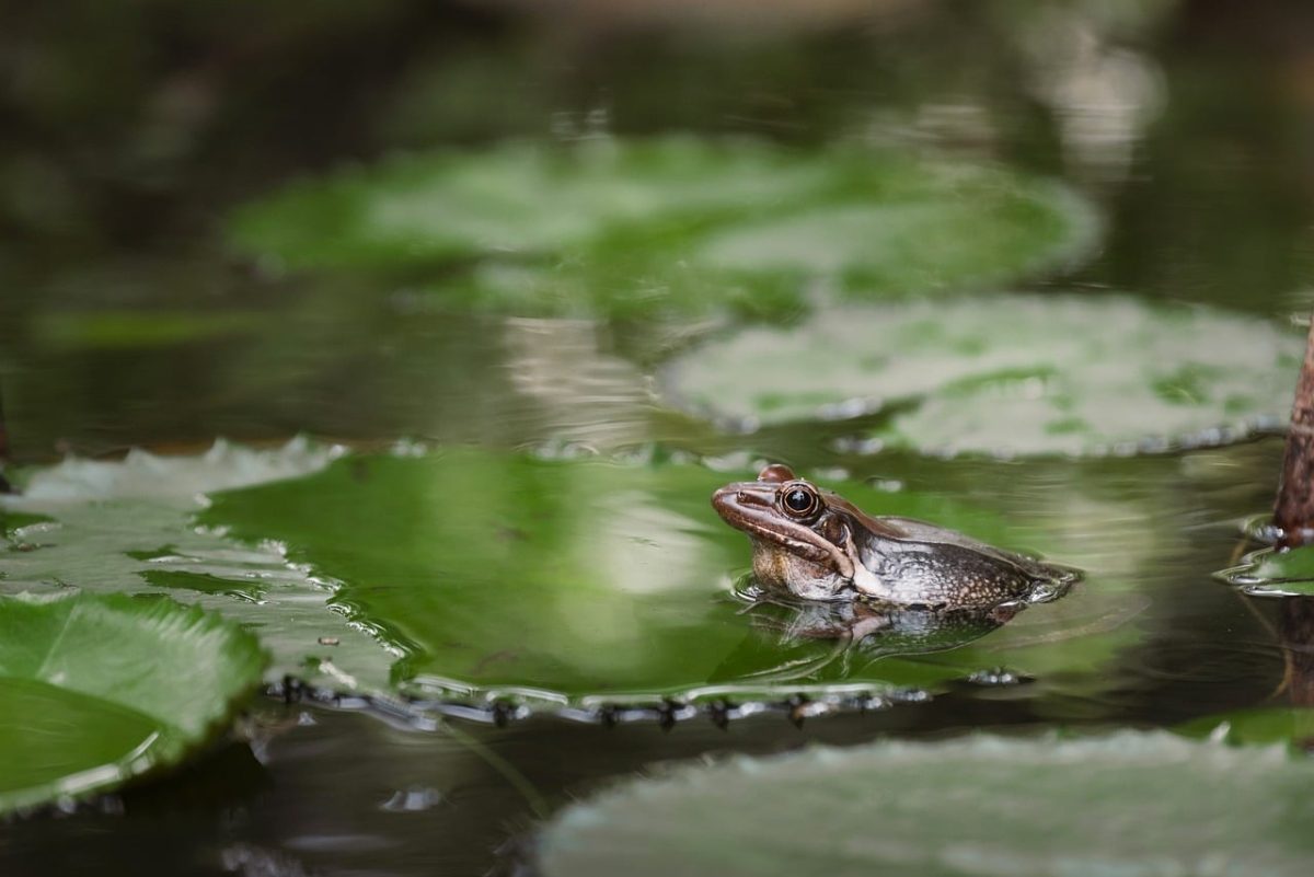 frog, lily pads, reflection, wetland, macro, green, leaves, nature, habitat, wildlife, water surface, earth tones, daylight, calm environment, iphone wallpaper, phone wallpaper