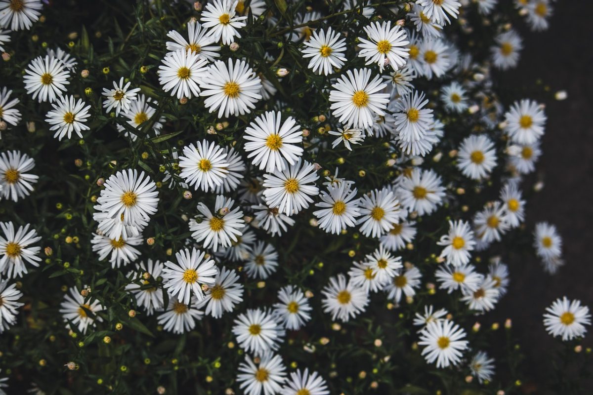 aster, white flowers, free background, autumn, close up, plant, gardening, background, laptop wallpaper, dark colors, botanical, blossom, cold colors, floral, green and white, cool backgrounds, 4k wallpaper, hd wallpaper, mac wallpaper, free wallpaper, floral background, wallpaper 4k, desktop backgrounds, autumn flowers, windows wallpaper, full hd wallpaper, autumn mood, wallpaper, wallpaper hd, nature, yellow center, 4k wallpaper 1920x1080, seasonal flowers, beautiful wallpaper, parting mood