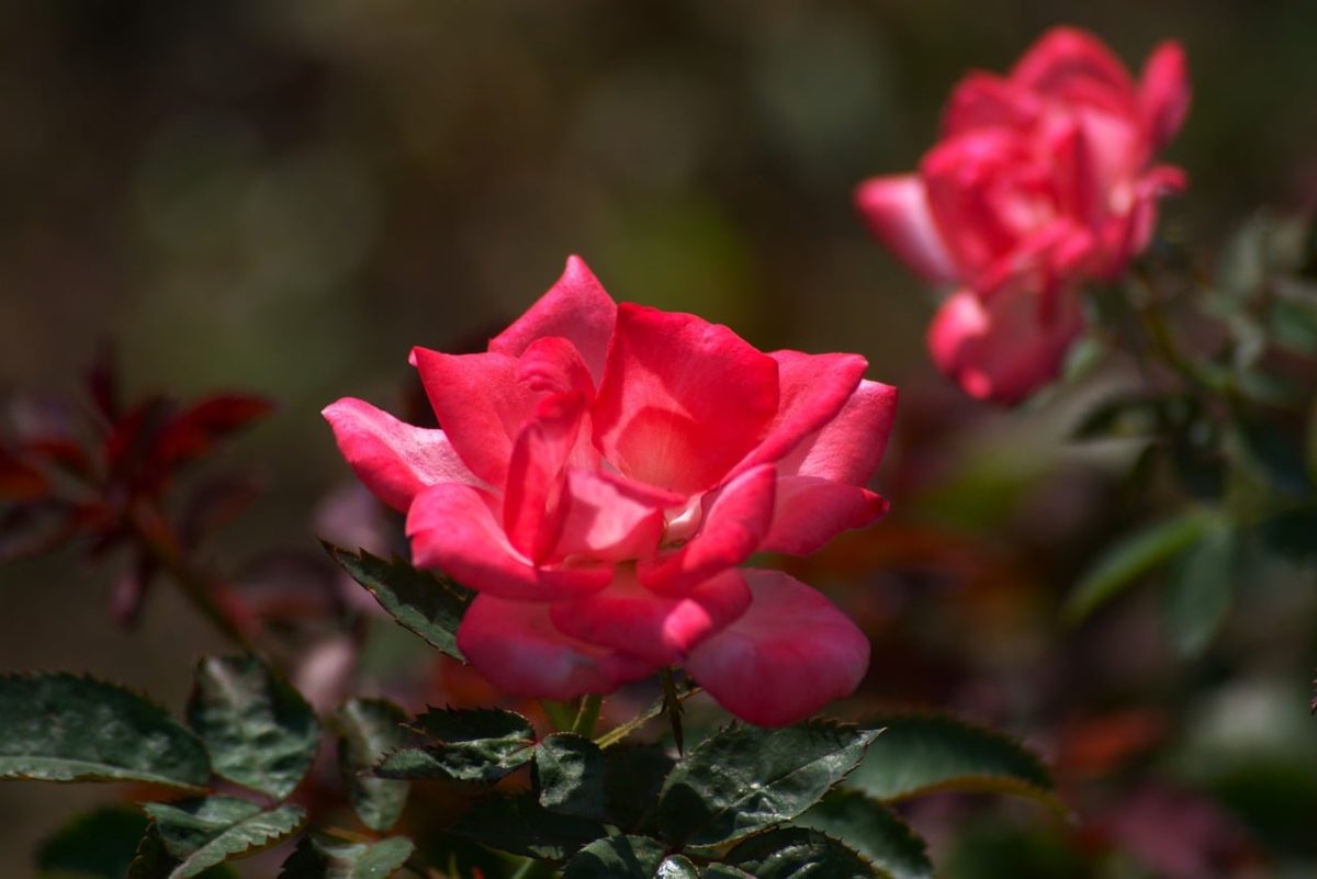 rose, flower, red, garden, macro, beauty, summer, blooming, nature, stem, leaves, background, natural, color, detail, single, surrounding, outdoor