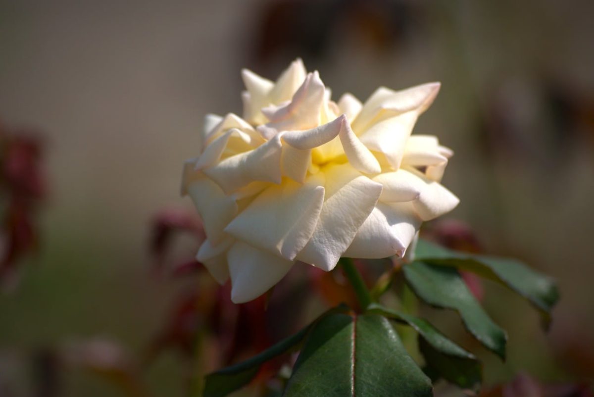 white rose, macro photography, flower, wallpaper hd, full hd wallpaper, laptop wallpaper, flower background, desktop backgrounds, floral background, mac wallpaper, 4k wallpaper 1920x1080, flower wallpaper, garden, bloom, nature, summer, green leaves, bud, soft light, detail, cool backgrounds, yellow, free wallpaper, windows wallpaper, free background, fresh, hd wallpaper, romantic, background, beauty, feminine, cluster, beautiful flowers, beautiful wallpaper, blooming season, wallpaper 4k, 4k wallpaper, uniqueness