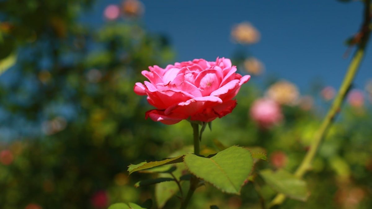 rose, desktop backgrounds, flower, nature, garden, pink, beauty, background, leaves, beautiful wallpaper, outdoor, spring, wallpaper hd, close-up, flower background, green, horizon, flower wallpaper, soft, hd wallpaper, sunny, 4k wallpaper 1920x1080, day, blooming, beautiful flowers, mac wallpaper, floral background, windows wallpaper, full hd wallpaper, free wallpaper, colorful, free background, cool backgrounds, laptop wallpaper, 4k wallpaper, rose flower, wallpaper 4k, delicate, idyllic