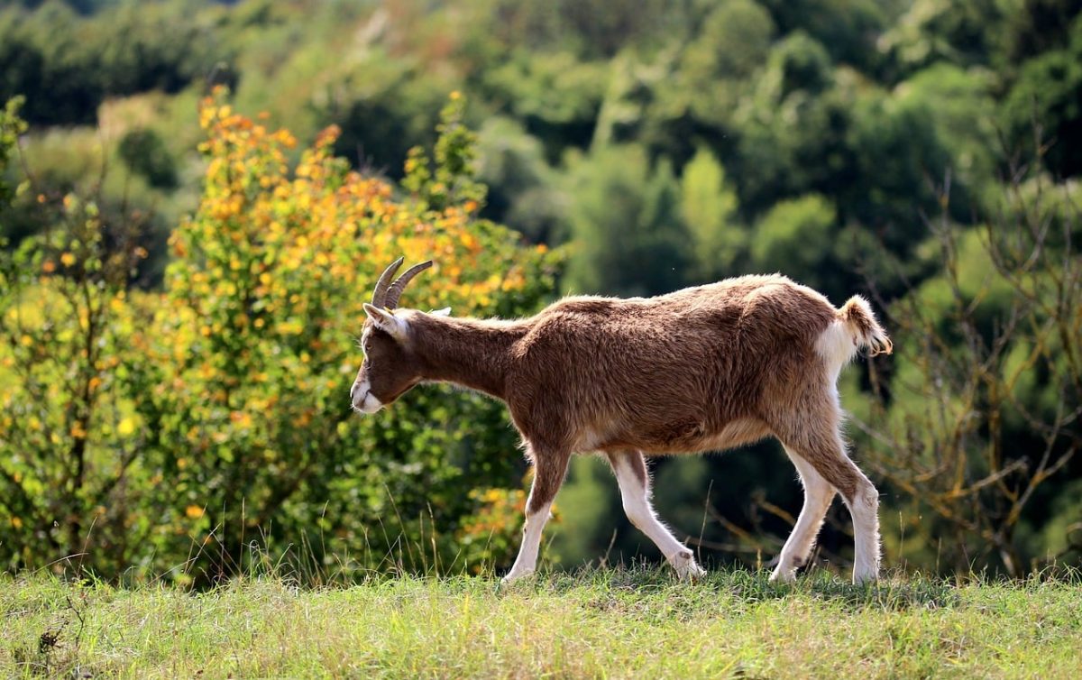 goat, 4k wallpaper, nature, free background, wallpaper hd, animal, cool backgrounds, windows wallpaper, beautiful wallpaper, mammal, wallpaper 4k, desktop backgrounds, horns, alpine, background, free wallpaper, motion, green, pasture, 4k wallpaper 1920x1080, full hd wallpaper, laptop wallpaper, sunny, wild, outdoor, hilly, hd wallpaper, freedom, day, walking, open space, ecology, mac wallpaper, natural beauty