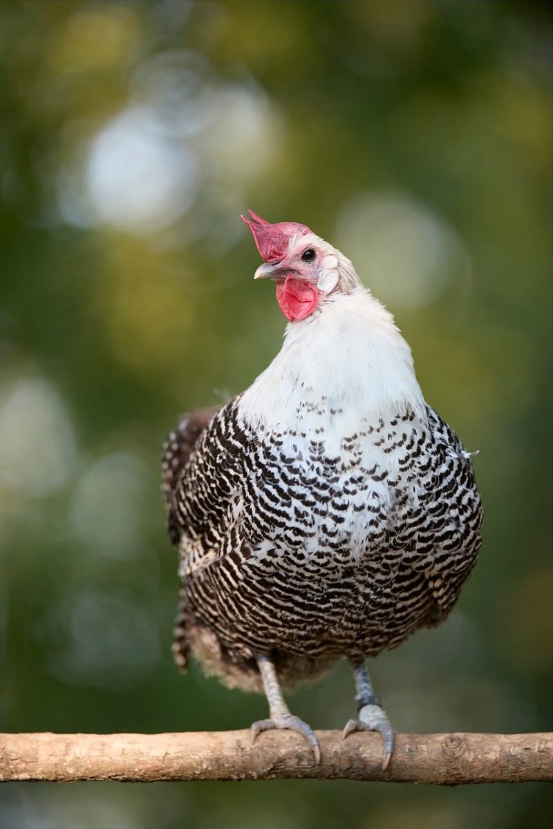 braekel, hen, perch, bokeh, feather, braekel hen, comb, black and white, bird, beautiful wallpaper, nature, portrait, background, sitting, features, outdoors, wattles, livestock, farm, animal