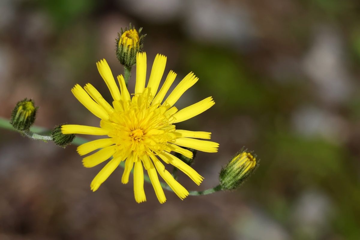 hawkweed, yellow flower, natural background, macro, macro photography, nature, wildflowers, detailed photo, summer, bright yellow, focus, macronature, wild flora, geobotany, blooming flower, spot focus, botany, green stem, photography, bright contrast, macro flowers, meadow plant