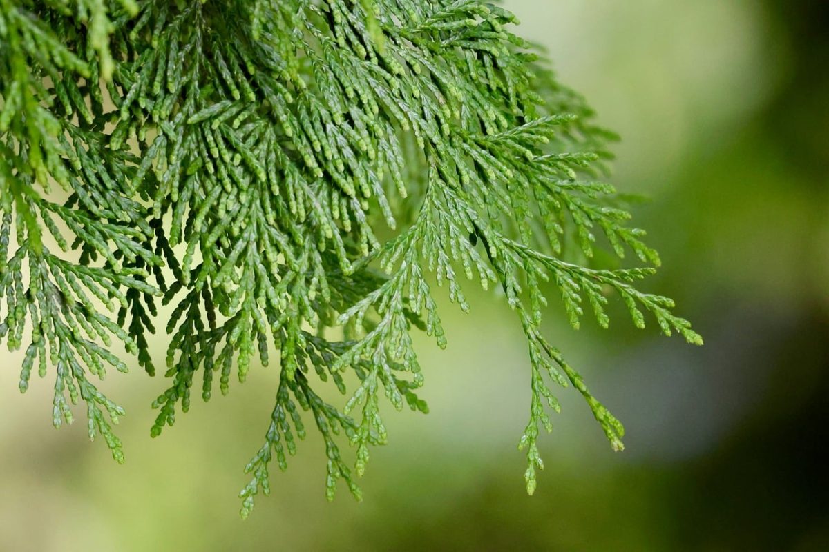 branch, floral background, green, leaves, 4k wallpaper 1920x1080, windows wallpaper, free background, cool backgrounds, conifer, free wallpaper, desktop backgrounds, beautiful wallpaper, cedar, nature, details, glossy, macro, wallpaper hd, sharp, plant, beautiful, hd wallpaper, natural, 4k wallpaper, outdoors, mac wallpaper, background, texture, ornate, exterior, laptop wallpaper, wallpaper 4k, full hd wallpaper, needles