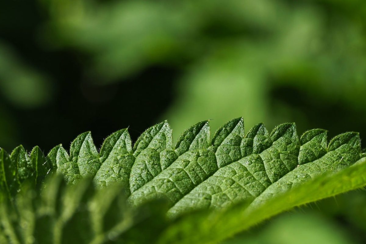 nettle, floral background, plant, green, hd wallpaper, nature, cool backgrounds, beautiful wallpaper, 4k wallpaper 1920x1080, macro, leaf, details, medicinal plant, weed, outdoors, laptop wallpaper, free wallpaper, wallpaper hd, full hd wallpaper, mac wallpaper, 4k wallpaper, wallpaper 4k, wild nature, pattern, background, free background, greenery, natural pattern, desktop backgrounds, countryside, windows wallpaper, natural science, sprouting, yield, ecology