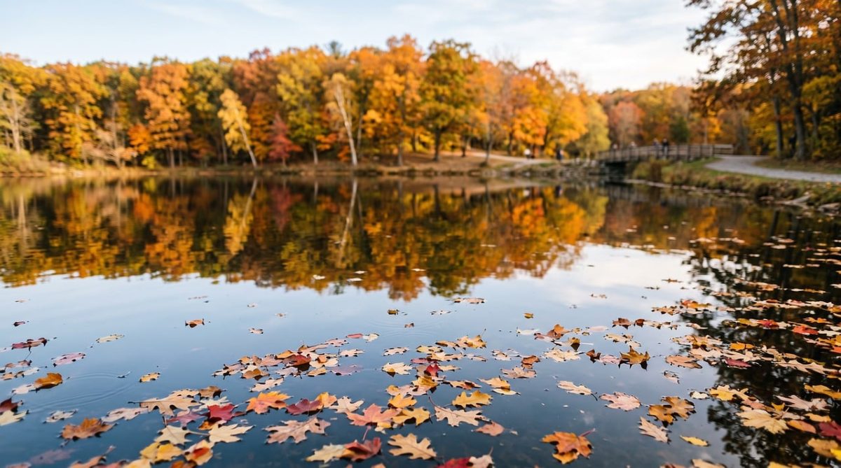autumn, leaves, lake, reflection, nature, trees, autumn leaves, colorful leaves, outdoor, landscape, park, autumn landscape, loop, environment, tranquility, silence, trunks, bench, recreation