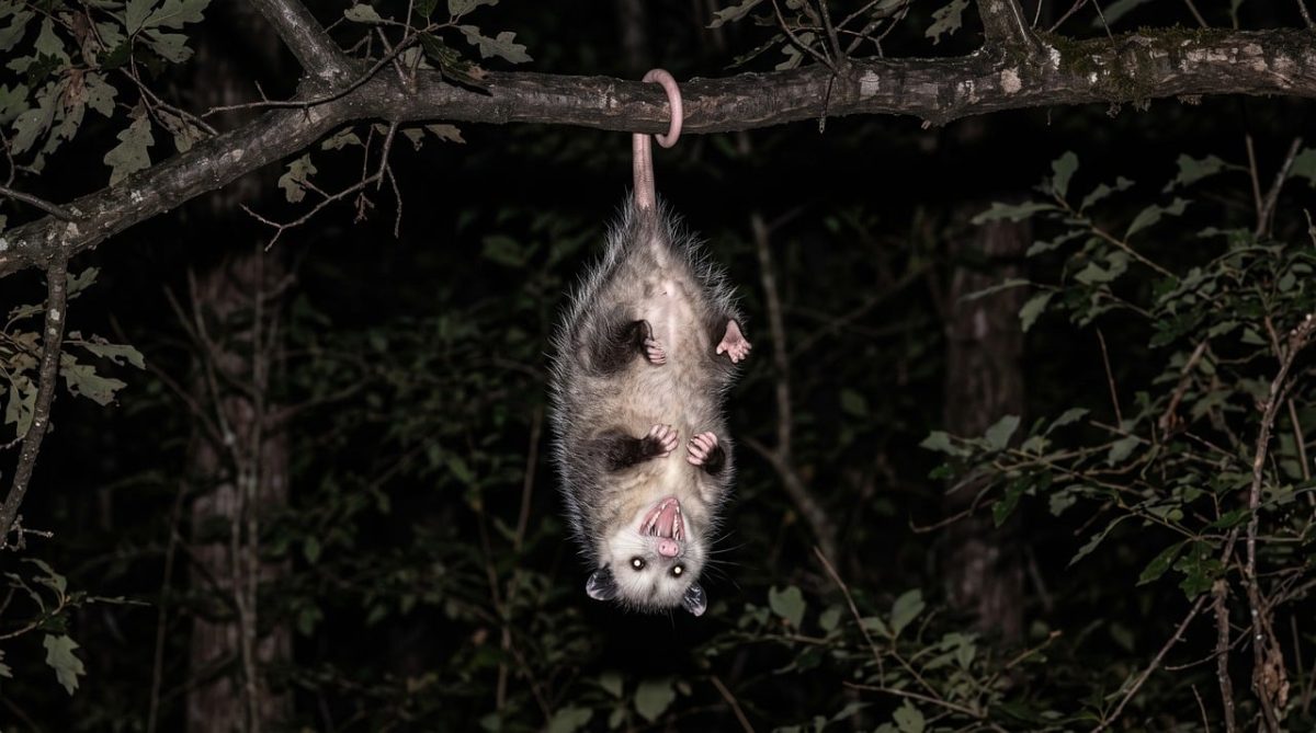 opossum, tail, hang, branch, night, nocturnal, marsupial, hiss, trees, forest, eyes, white fur, play dead, nature, wild, overhang, demo, bare branch, distinct eyes, natural habitat