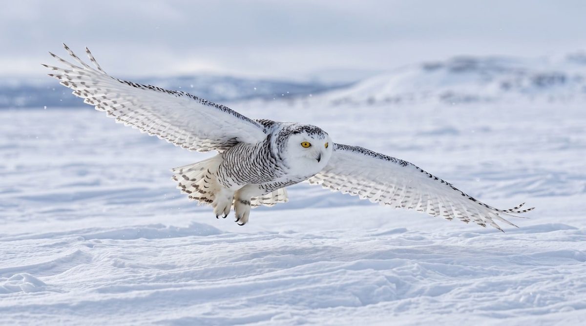 owl, snowy owl, flight, winter, snow, arctic, wings, eyes, silent, predator, feathers, hunter, wingspan, focus, talons, sky, nature photography, wildlife, landscape, nature