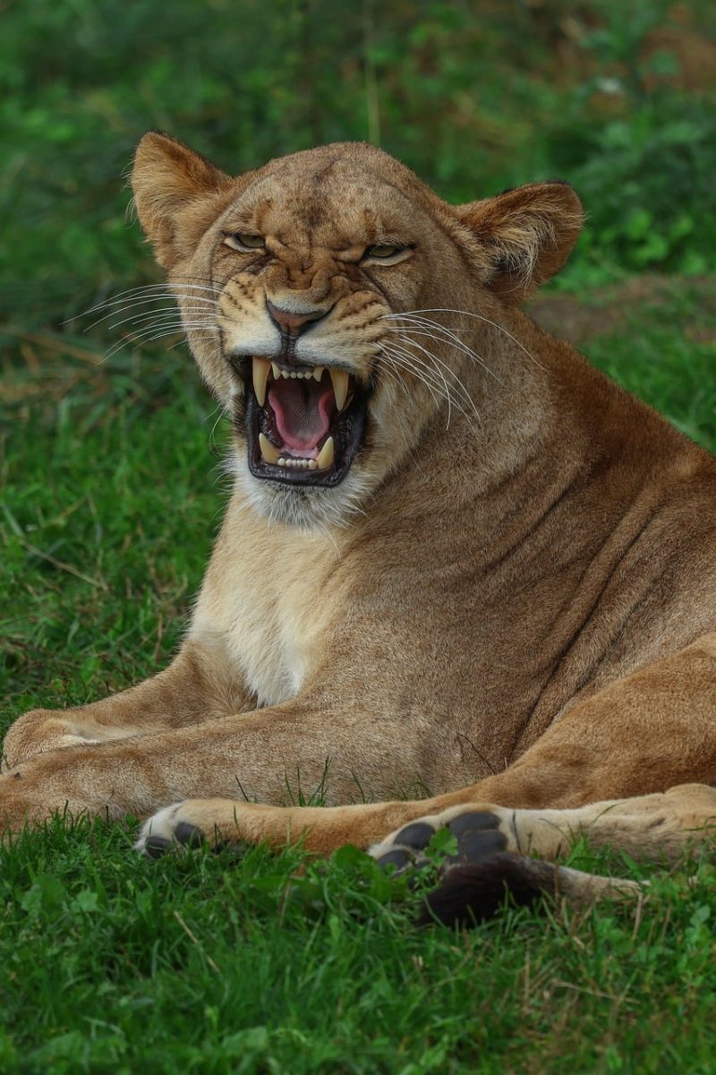 lion, nature, animal, predator, roaring, bush, savannah, ferocious, tooth, big cat, beast, king of the jungle, growl, wildlife, furry, carnivore, grounded, jungle, mammal, natural world, predatory