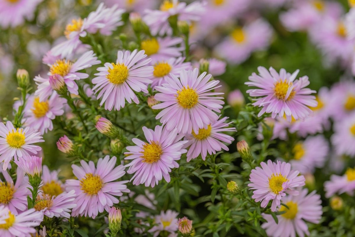 pink flowers, aster, garden flowers, spring flowers, colorful flowers, nature, cultivation, yellow centers, vibrant colors, outdoor garden, beauty of nature, fresh flowers, summer flowers, variety, blooming, natural garden, decorative flowers, natural beauty, group of flowers, outdoor plants
