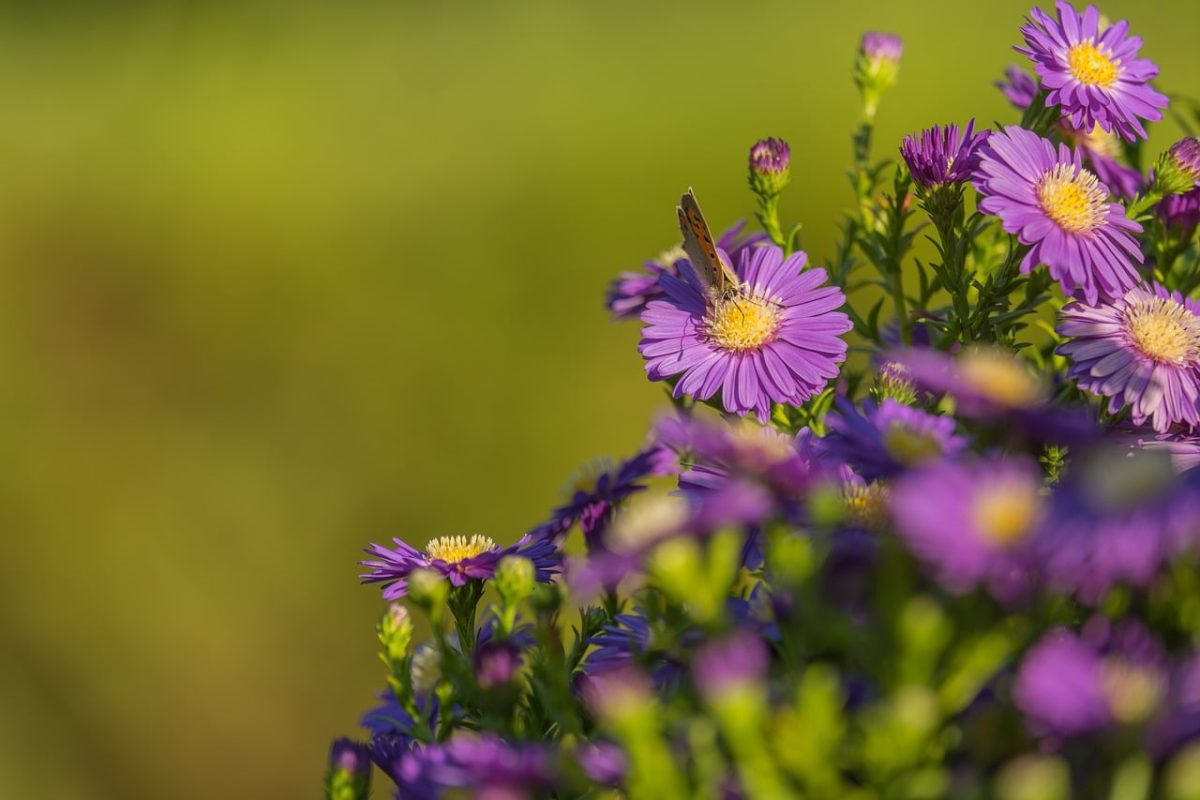 butterfly, purple flower, meadow, blurred background, summer, natural beauty, macro photography, garden, bee, healthy blossom, summer blossoms, bee nectar, wildlife, natural environment, pollination, blossom, vibrant colors, outdoor scene, nature
