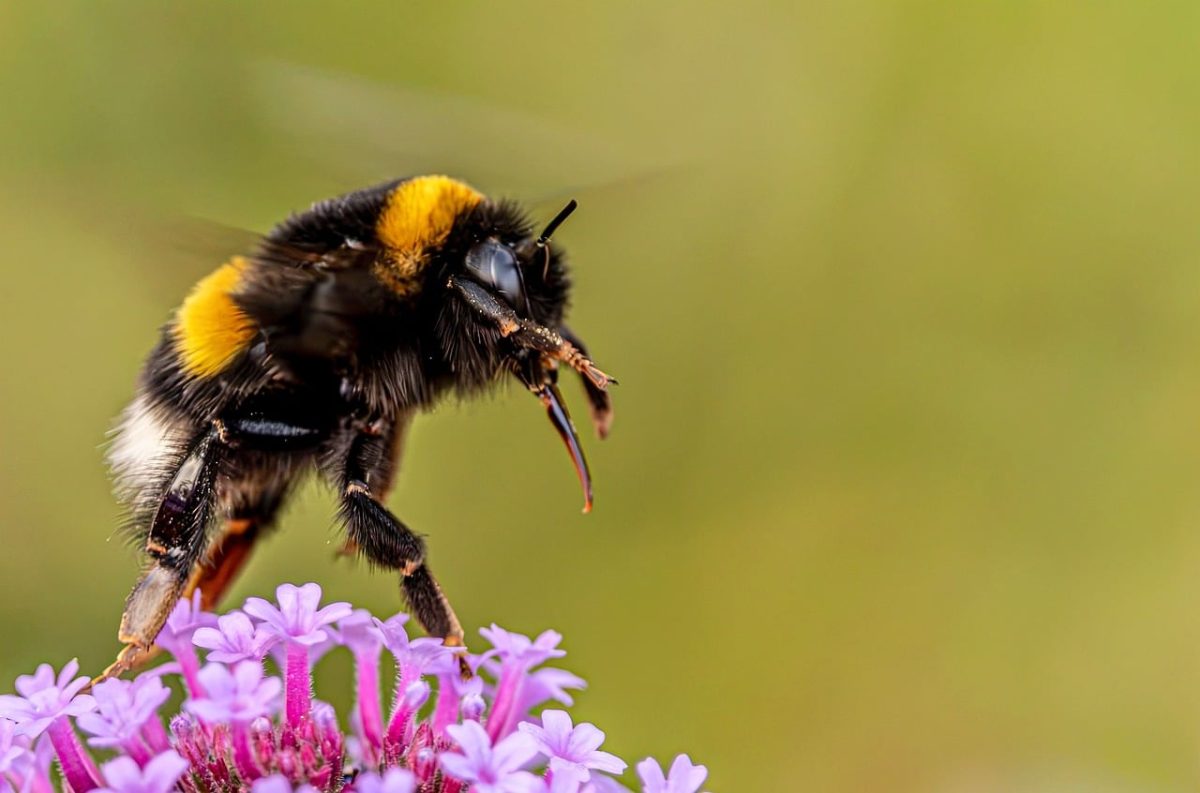 bumblebee, verbena, 4k wallpaper 1920x1080, flower background, mac wallpaper, macro, details, beautiful flowers, nature wallpaper, windows wallpaper, hd wallpaper, full hd wallpaper, wallpaper 4k, pollinator, wildlife, summer, desktop backgrounds, nature background, beautiful wallpaper, floral background, wallpaper hd, free background, green background, beautiful nature, garden, nature, flower wallpaper, background, copy space, wallpaper, cool backgrounds, bee, flower, purple, 4k wallpaper, bokeh, free wallpaper, furry, laptop wallpaper, purple flower