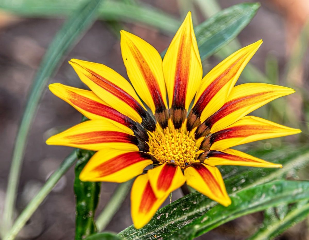 gazania, treasure flower, flower, blossom, yellow flower, orange flower, striped petals, bright yellow and orange, daisy, asteraceae, macro, close up, garden, flora, botanical, summer, vibrant, colorful, nature, background