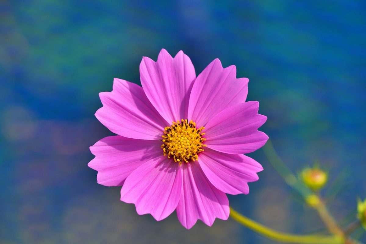 flower, cosmos flower, pink, summer, single blossom, nature, color contrast, clear, delicate, macro photography, flower wallpaper, gardening, beauty, petal, flower background, environment, rural, beautiful flowers, meadow, detail, clarity, charming, horizontal