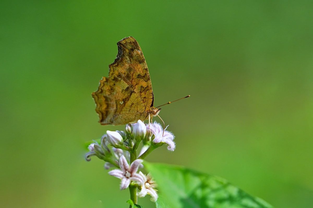 butterfly, flower, nature, flower wallpaper, macro, flower background, wild, detailed, tiny, brown, beautiful flowers, wing, natural, greenery, outdoor, fragile, nectar, sucking, light, close-up, symmetry, photography