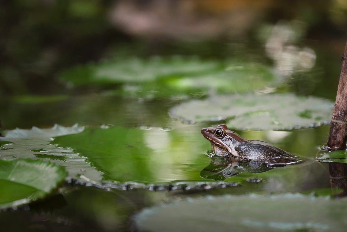 frog, full hd wallpaper, lily pad, tropical, water, beautiful wallpaper, 4k wallpaper 1920x1080, natural environment, wildlife, wallpaper 4k, hd wallpaper, 4k wallpaper, greenery, soft light, nature, mac wallpaper, windows wallpaper, cool backgrounds, free background, reflection, wallpaper hd, background, wilderness, fauna, laptop wallpaper, lake, green leaves, calm, macro, biotope, aquatic plants, free wallpaper, desktop backgrounds, biodiversity