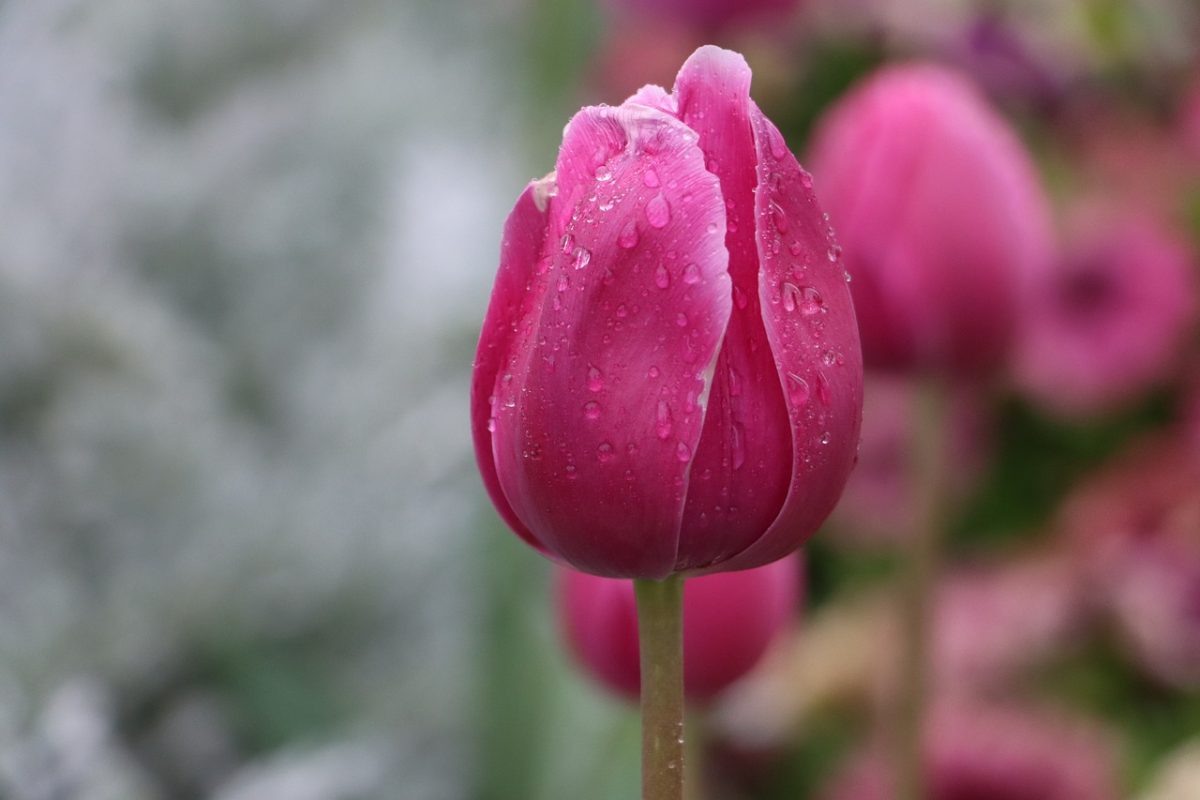 tulip, flower wallpaper, pink, nature, flower, raindrops, bloom, garden, petals, flower festival, botany, blossom, beauty, lily, spring, bouquet, flower background, texture, beautiful flowers, blurred background, outdoors, fresh, toowoomba