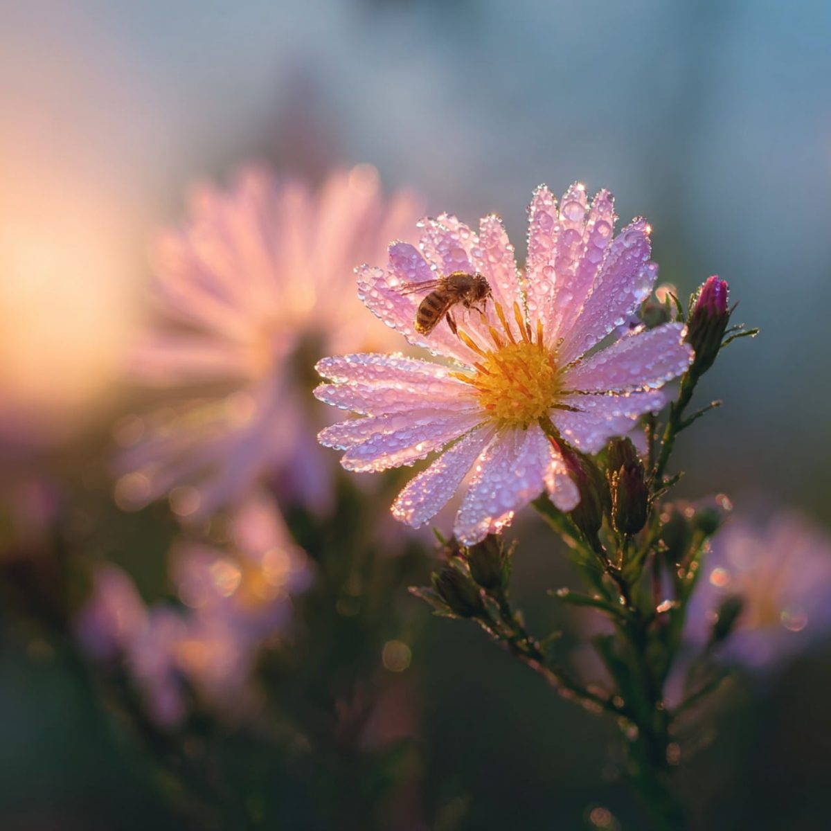 bee, flower background, flower, dew, morning, sunny, macro, nature, beauty, light, vibrant, sunset, delicate, countryside, flower wallpaper, wildflower, branch, insect, garden, joyful, beautiful flowers, relaxation, fresh