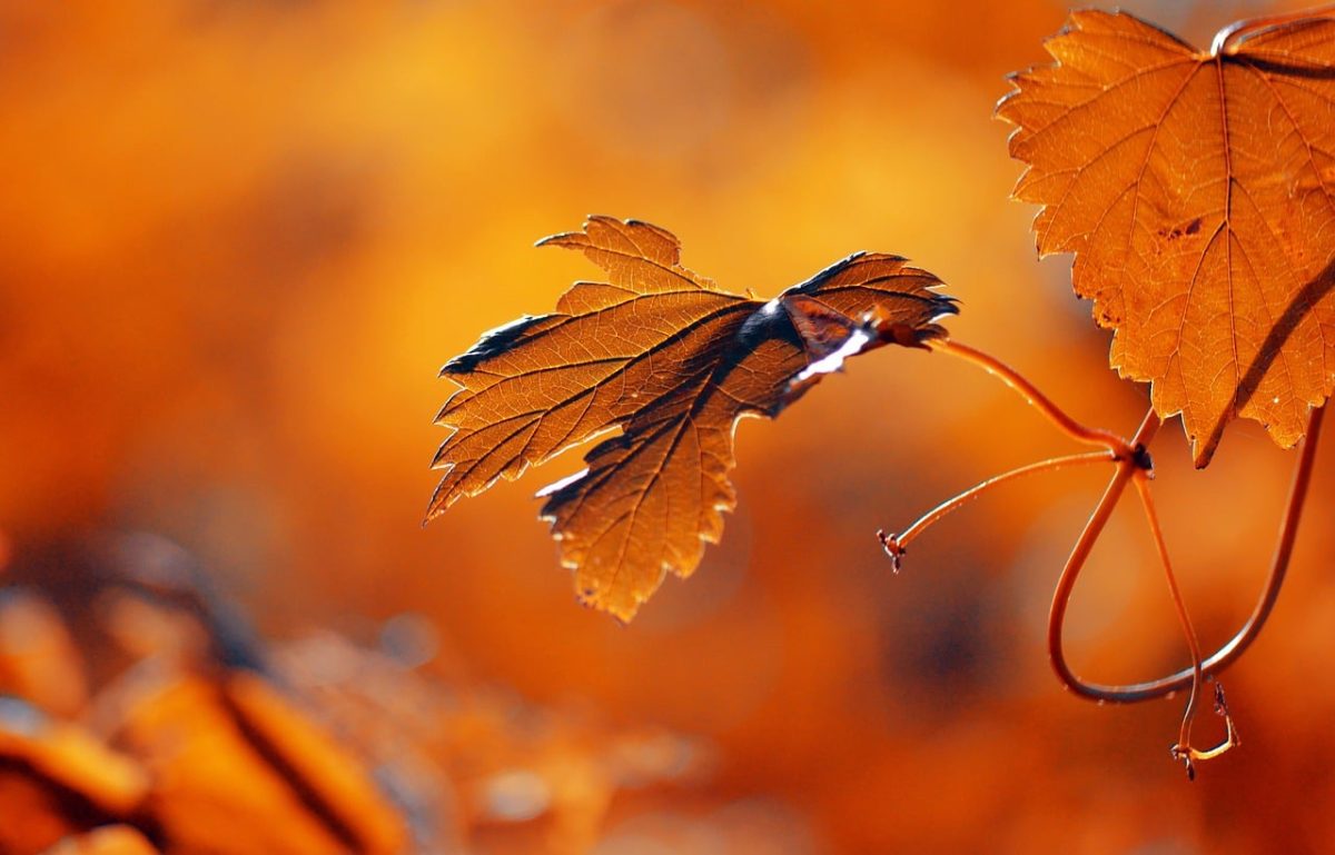 autumn leaf, nature, autumn, colorful autumn, 4k wallpaper 1920x1080, orange, mac wallpaper, 4k wallpaper, wallpaper hd, wallpaper 4k, leaves, beautiful wallpaper, beautiful nature, natural light, free wallpaper, golden hour, full hd wallpaper, leaf texture, macro, bokeh, laptop wallpaper, backlight, desktop backgrounds, hd wallpaper, seasonal, nature wallpaper, october, windows wallpaper, free background, background, desktop wallpaper, warm colors, nature photography, cool backgrounds, nature background, artwork, subject lighting