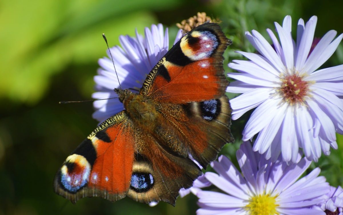 butterfly, peacock butterfly, flowers, asters, garden, autumn, nature, entomology, nectar, animal, colorful, macro, display, nature wallpaper, autumn flower, late summer, insect, zoology, insect identification, flowering garden