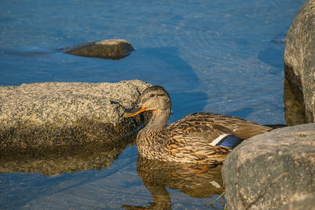 duck, waterfowl, feathers, rock, water, lake, wildlife, reflection, summer, natural, calm, nature, animal, character, scenery, sunset, tranquility, wetland, ecosystem, rest