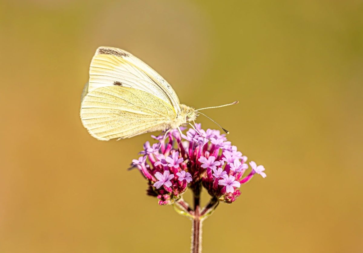 butterfly, white color, macro photography, wings, meadow, flying, nature, background, flower, purple color, verbena, sunny, fragile, summer, beauty, nature theme, chrysalis, garden, wildlife, optimal