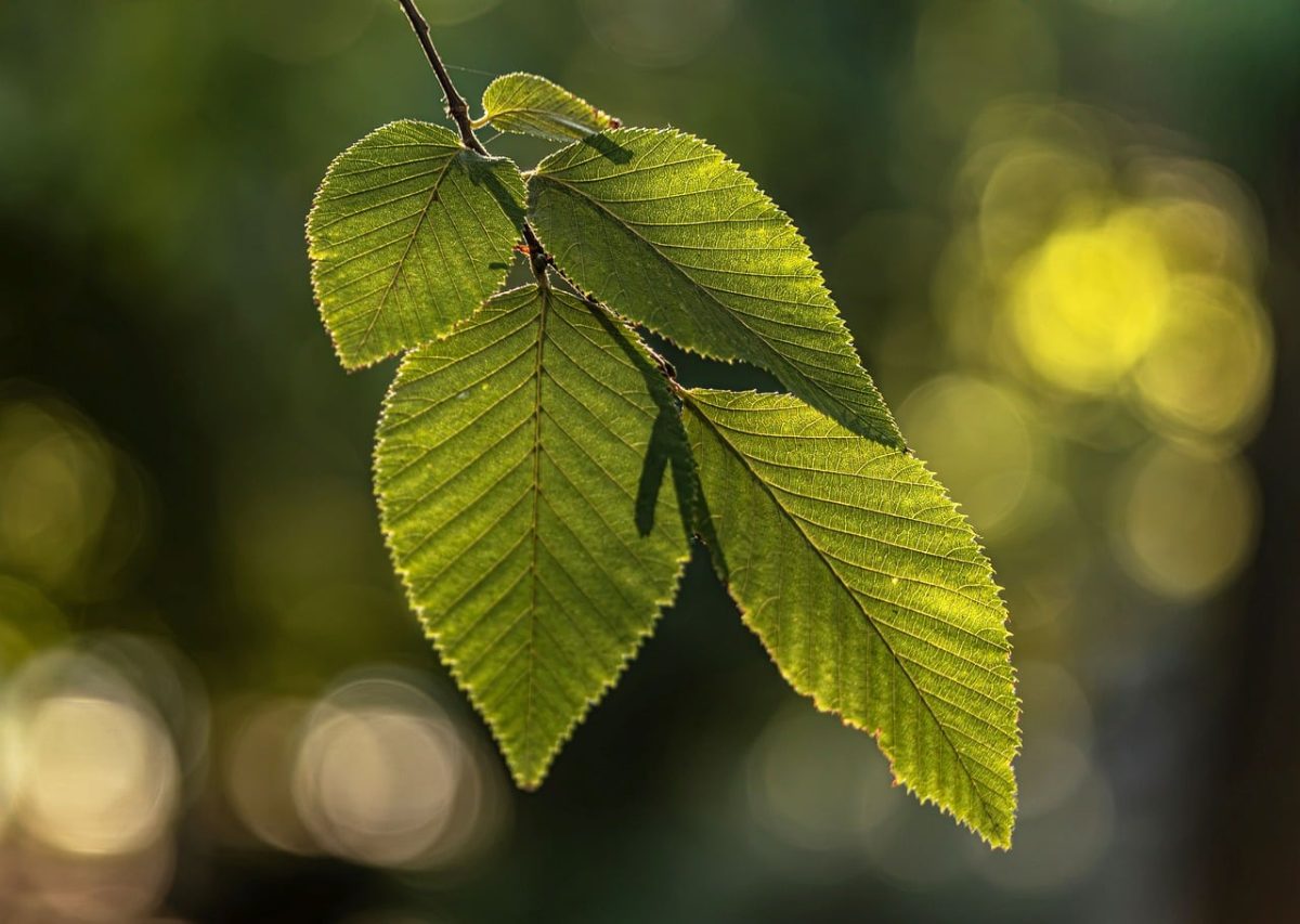leaves, green, beech, backlit, leaf vein, macro, shine, nature, summer, spring, forest, blurred background, bokeh, contrast, fresh, natural background, depth of field, tree trunk, branch, tree, texture