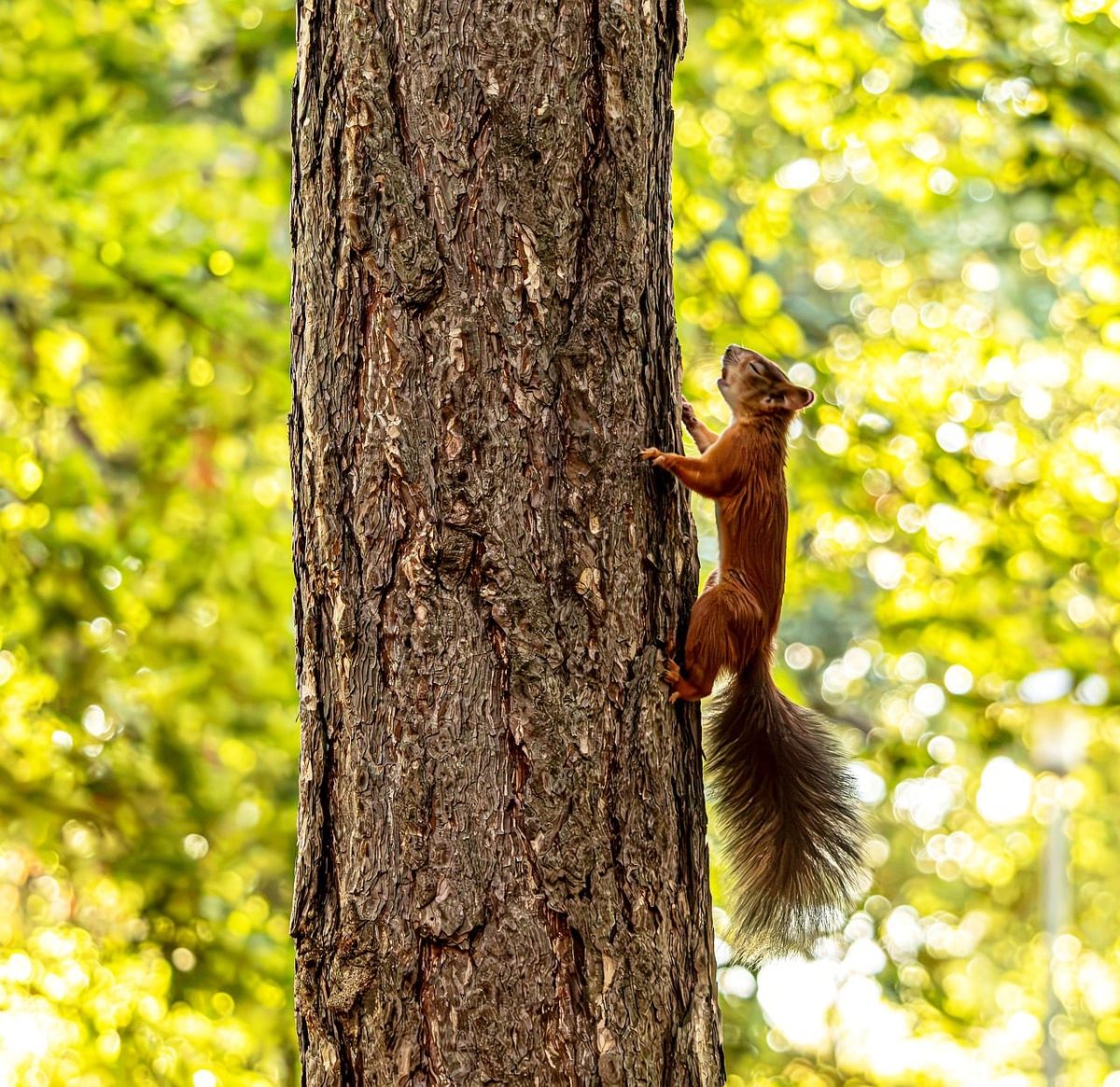 branch, wildlife, rodent, nature wallpaper, forest, free background, summer, nature, nature background, tail, mac wallpaper, windows wallpaper, fluffy, tree, trunk, cool backgrounds, wallpaper 4k, sunlit, 4k wallpaper, bokeh effect, 4k wallpaper 1920x1080, sunny, full hd wallpaper, background, beautiful nature, beautiful wallpaper, desktop backgrounds, wallpaper hd, wallpaper, green, free wallpaper, laptop wallpaper, forest animal, hd wallpaper, light effects, animal in nature, climbing, bark, rest