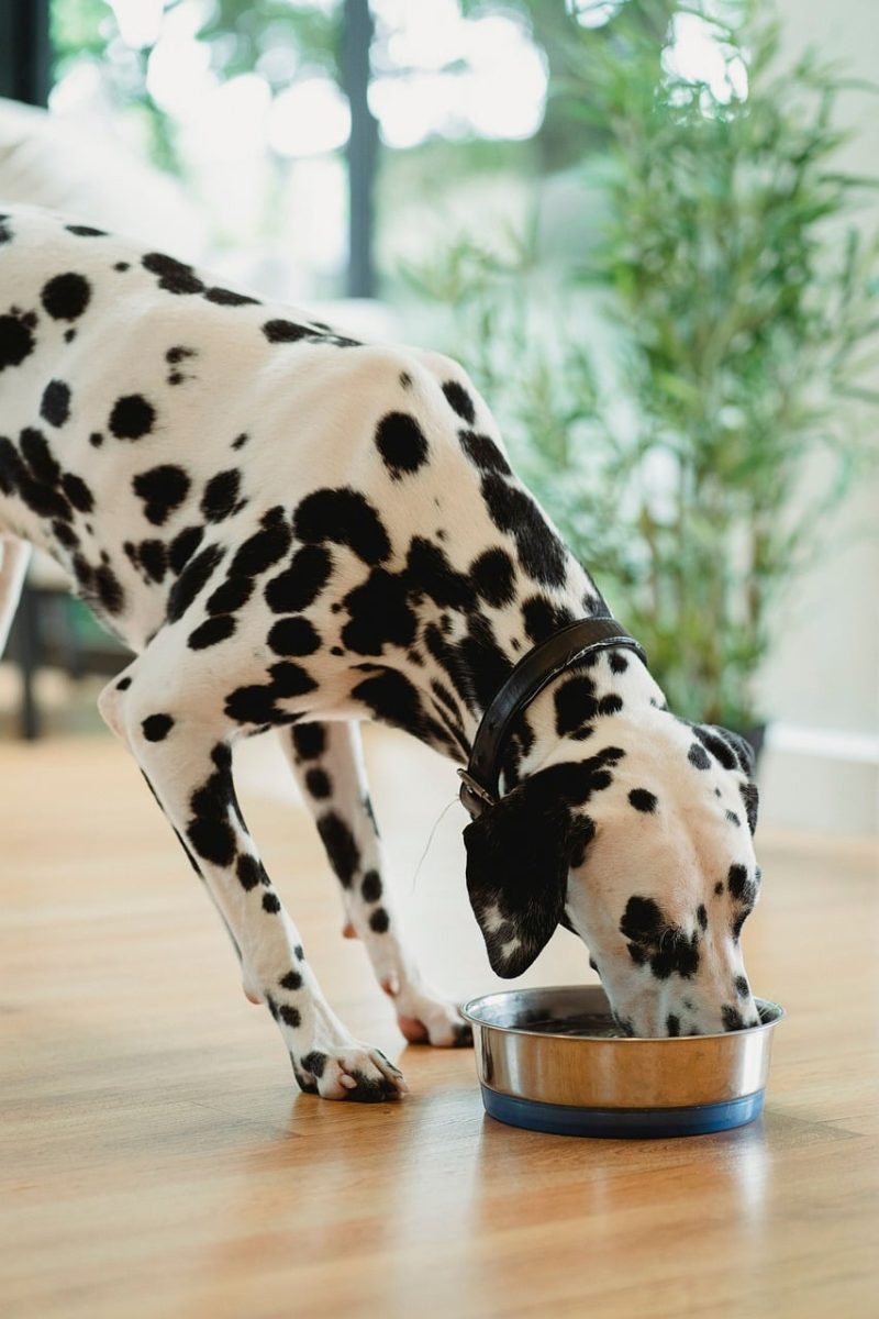 dalmatian, dog, feeding, food bowl, interior, floor, black and white, plants, animal, pets, dog supplies, pet feeding, nature, dog food, animal health, slim dog, calm dog, canine diet, green background, healthy eating, puppy, pet, pets indoors